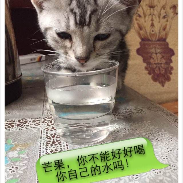 楚特-莫考诺大学毕业证办理
